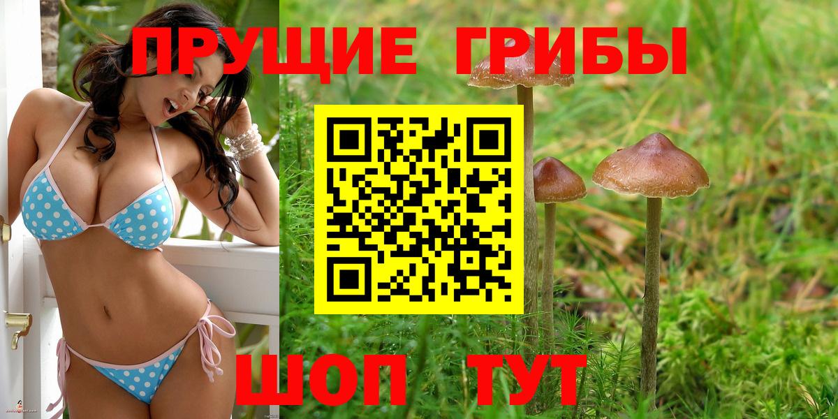 Псилоцибиновые грибы Psilocybe Чернушка